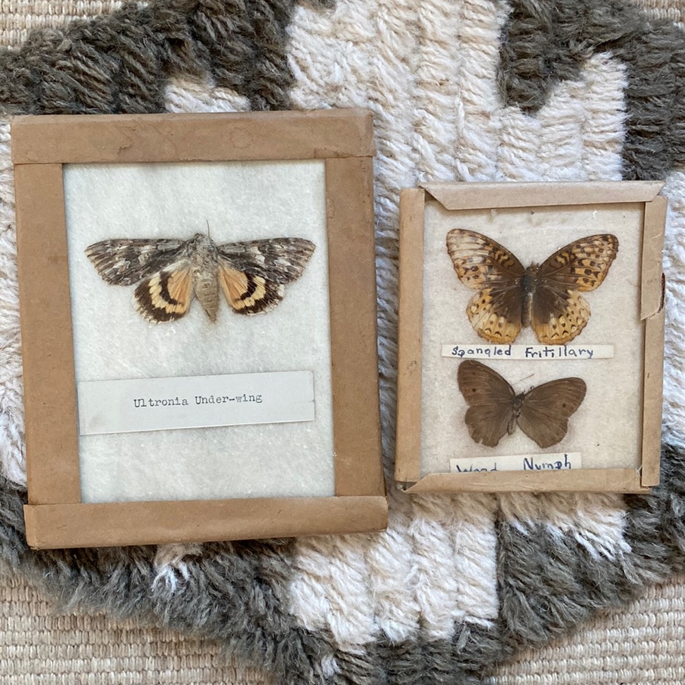 Antique Butterfly Specimens- lot of 2